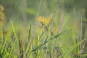 Praying Mantis