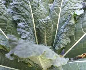 Image- Tuscano Kale