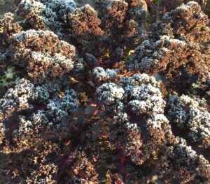 Image- Purple Curly Kale