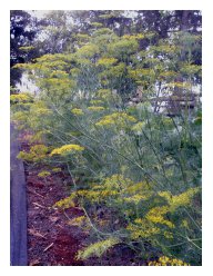 dill plants