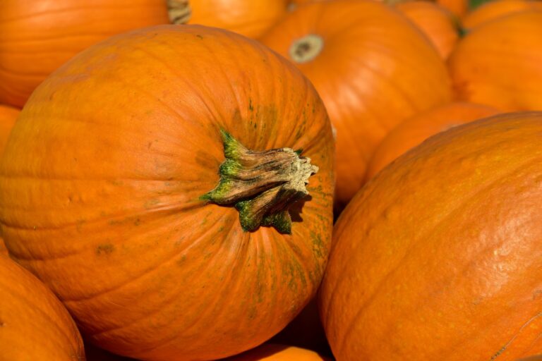 An Easy Way to Can Pumpkins To Enjoy Later