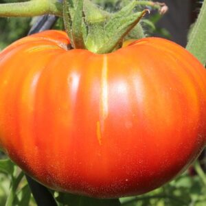 PLANT: Tomato-Bush Beefsteak