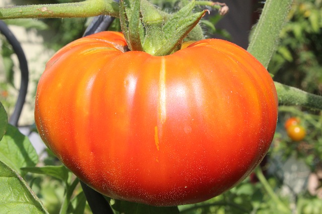 PLANT: Tomato-Bush Beefsteak
