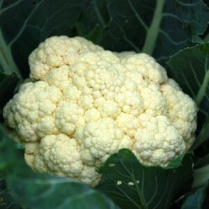 PLANT: Cauliflower-Snow Crown