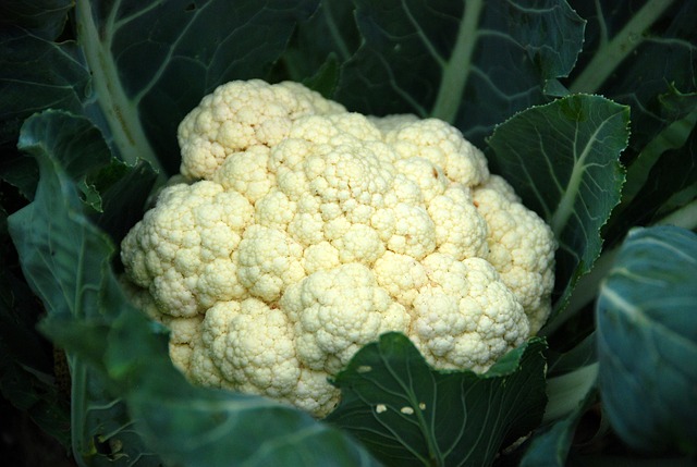 PLANT: Cauliflower-Snow Crown