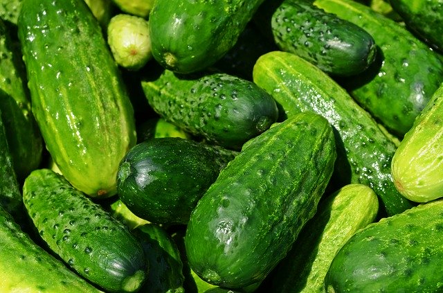 PLANT: Cucumber-Bush Pickle