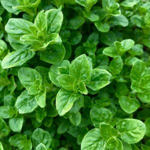 PLANT: Oregano