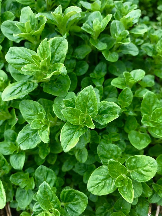 PLANT: Oregano