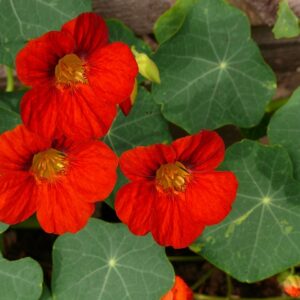PLANT: Nasturtium-Rhumba
