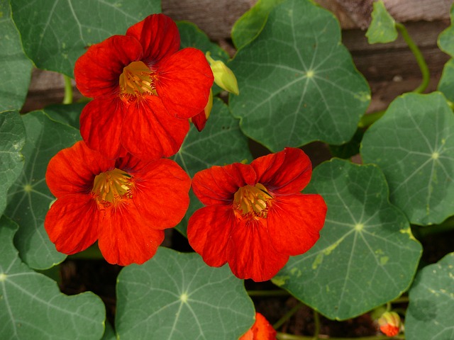 PLANT: Nasturtium-Rhumba