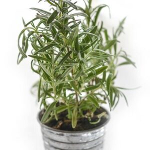 PLANT: Rosemary
