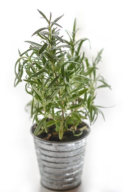 PLANT: Rosemary