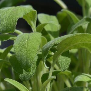 PLANT: Sage