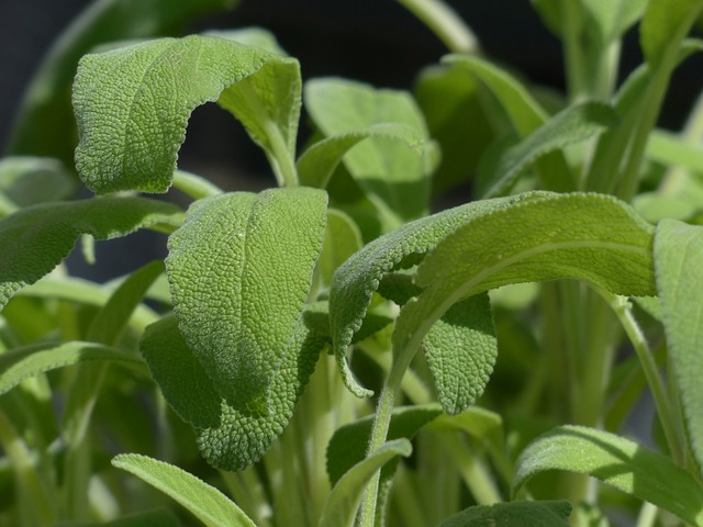 PLANT: Sage