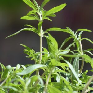 PLANT: Summer Savory