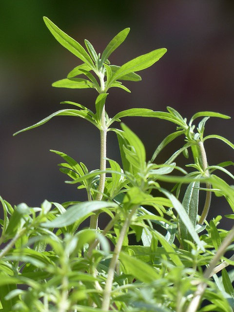 PLANT: Summer Savory