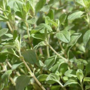PLANT: Sweet Marjoram