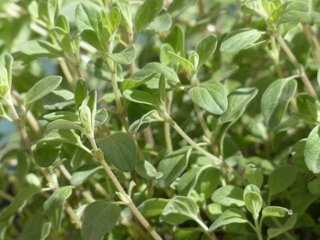 PLANT: Sweet Marjoram