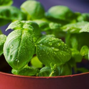 PLANT: Sweet Basil