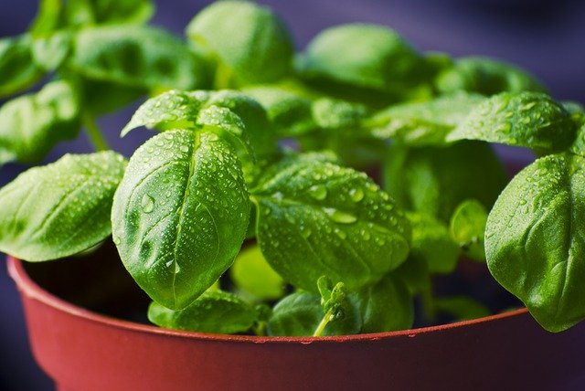 PLANT: Sweet Basil