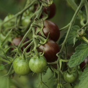PLANT: Tomato-Black Cherry(heirloom)