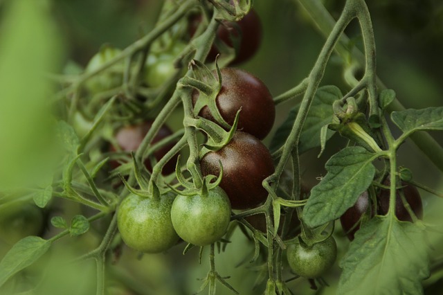 PLANT: Tomato-Black Cherry(heirloom)