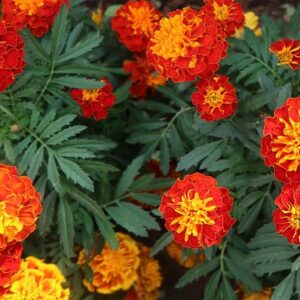 PLANT: Marigold-Safari Mix