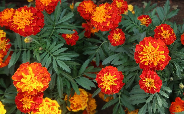 PLANT: Marigold-Safari Mix