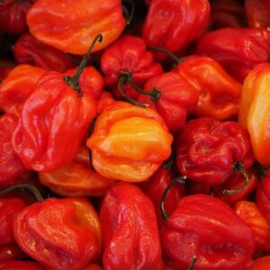 PLANT: Hot Pepper-Orange Habanero