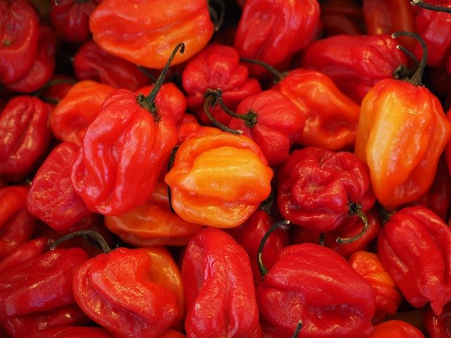 PLANT: Hot Pepper-Orange Habanero