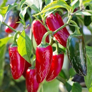 PLANT: Jalapeno Pepper