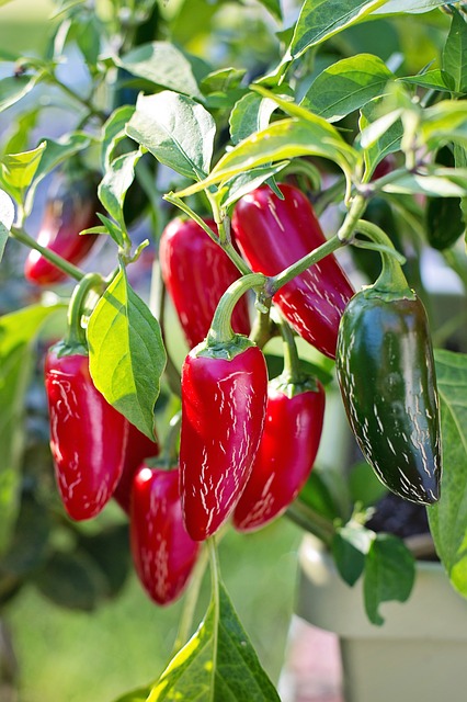 PLANT: Jalapeno Pepper