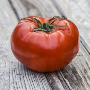 PLANT: Tomato- Mountain Merit (Blight Resistant!)
