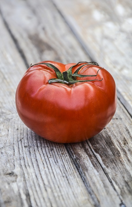 PLANT: Tomato- Mountain Merit (Blight Resistant!)
