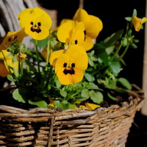 PLANT: Pansy- Mammoth Mix