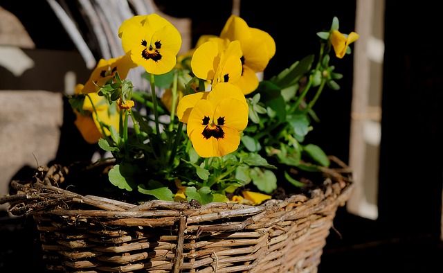 PLANT: Pansy- Mammoth Mix