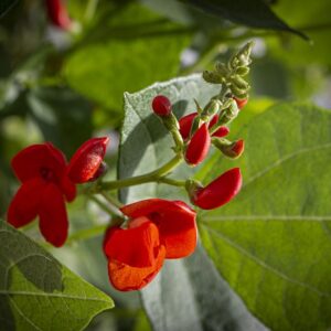 PLANT: Pole Bean-Scarlet Runner