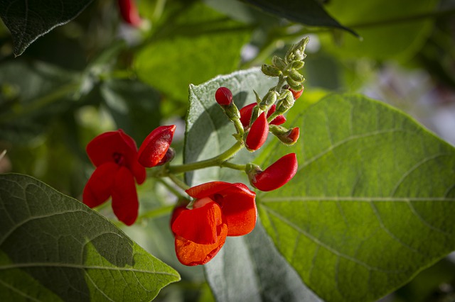 PLANT: Pole Bean-Scarlet Runner