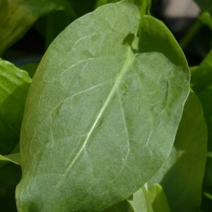PLANT: Sorrel