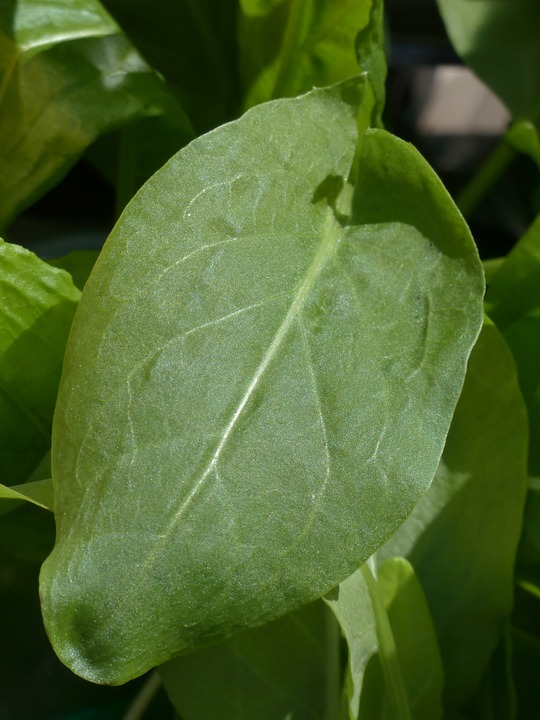 PLANT: Sorrel