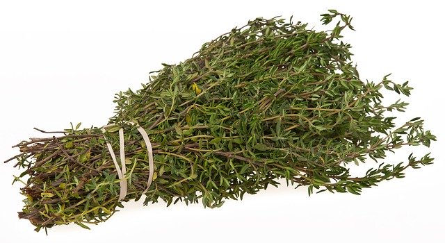 PLANT: German Winter Thyme