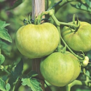 PLANT: Tomato- Brandywine (heirloom)