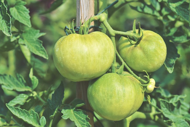 PLANT: Tomato- Brandywine (heirloom)