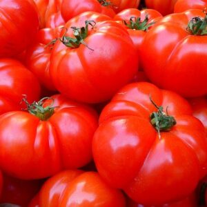 PLANT: Tomato-Costuluto Fiorentino (heirloom)