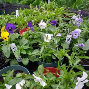 PLANT: Viola-Corina Mix