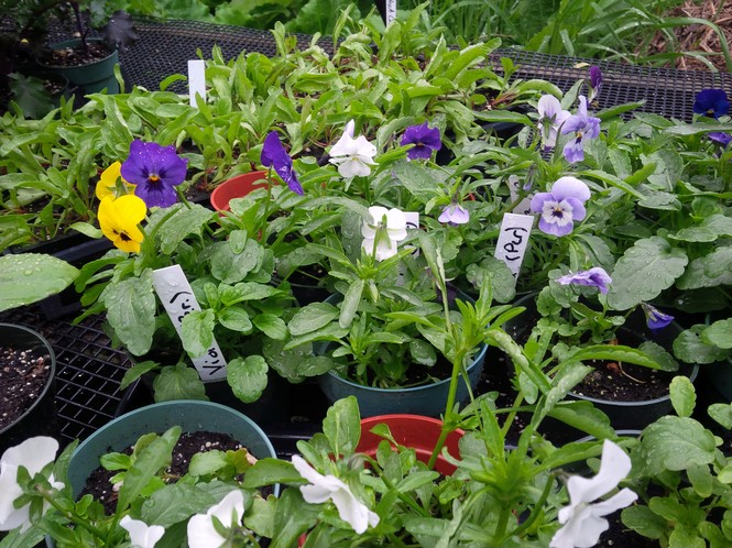 PLANT: Viola-Corina Mix
