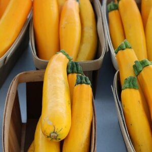 PLANT: Zucchini- Golden Delight