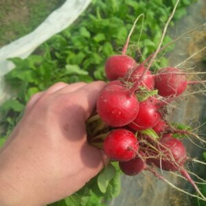 Radishes