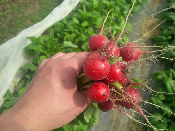 Radishes