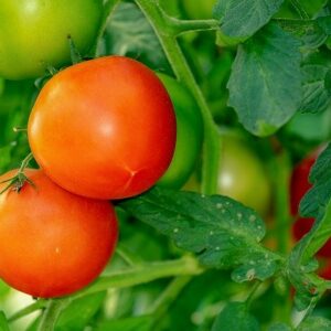 Tomato-Patio Hybrid